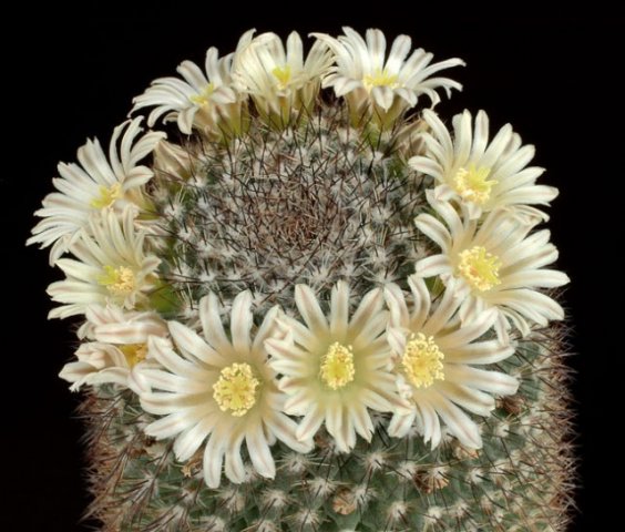 Mammillaria_grusonii